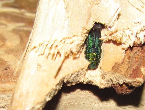 Emerald Ash Borer