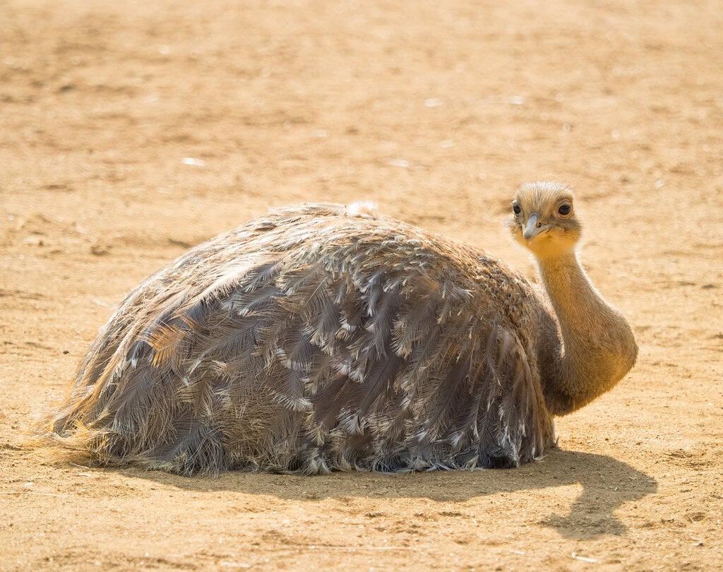 Darwin’s Rhea