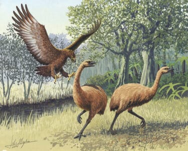 The Largest Eagle Ever to Exist Could Carry Off Humans