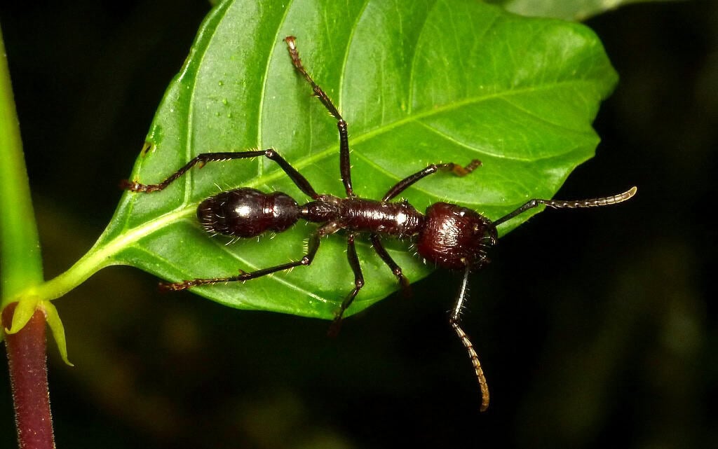 Bullet Ant