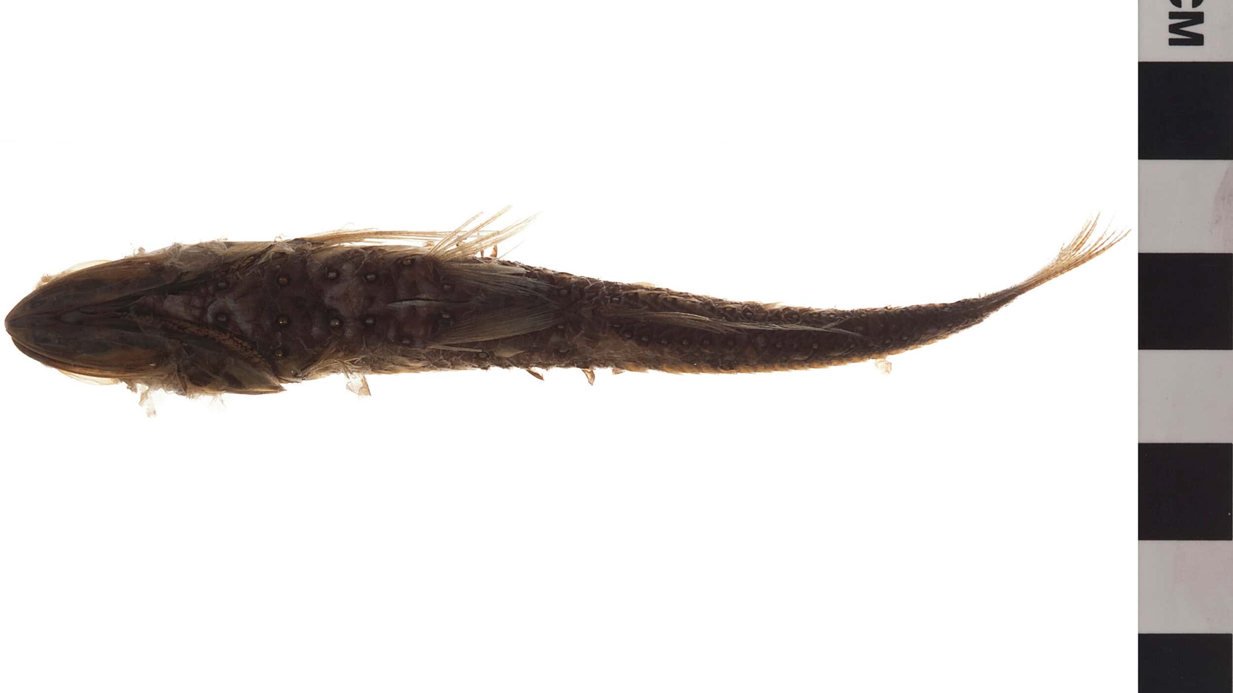  A Lanternfish, with its slender body and bioluminescent features, glows faintly in the dark waters, highlighting its role as a living light source in the deep ocean.
