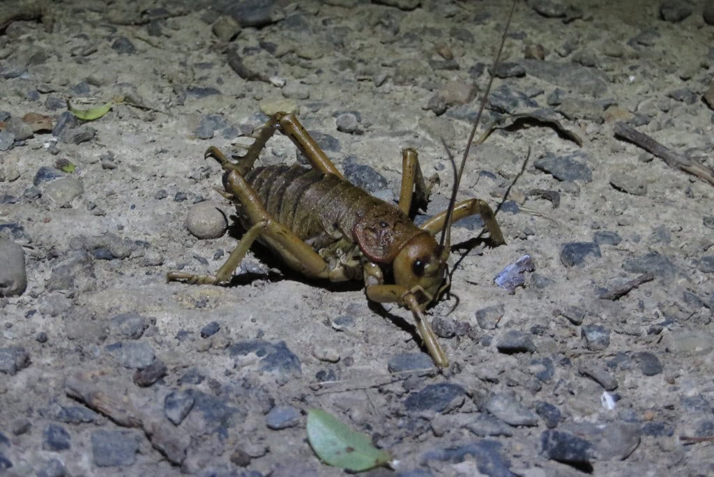 Giant weta on the path