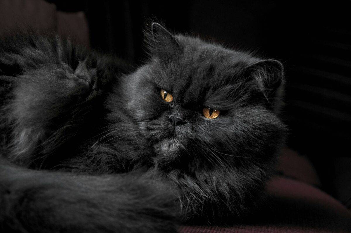 Persian