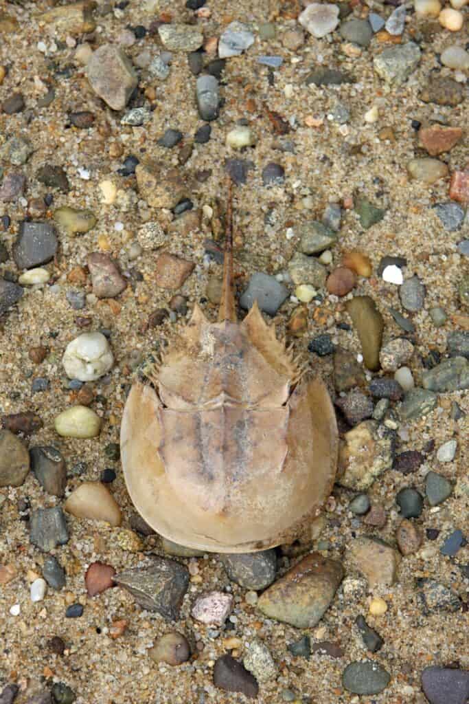 Horse shoe crab