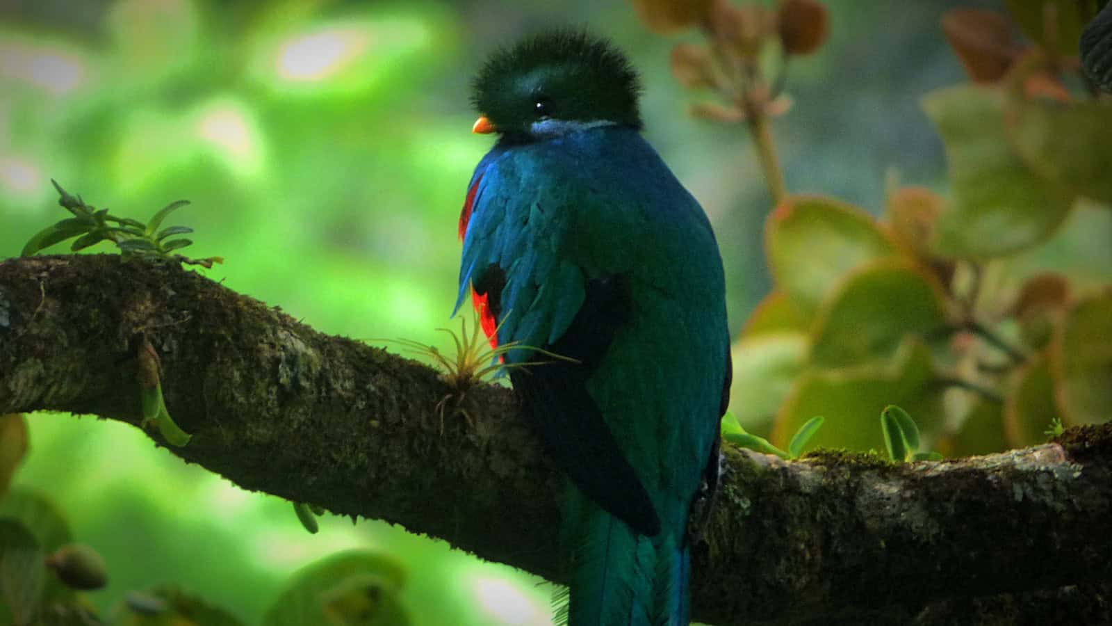 resplendent quetzel