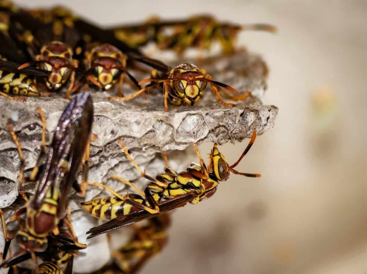 Hornets Nest