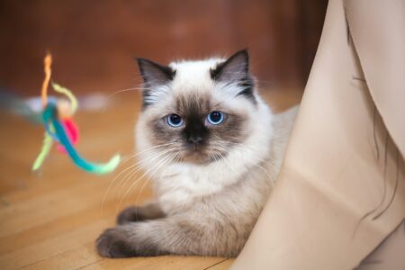 18 Most Playful Cat Breeds for Cat Lovers