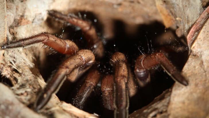 Scientists Just Found a Spider the Size of a Dinner Plate