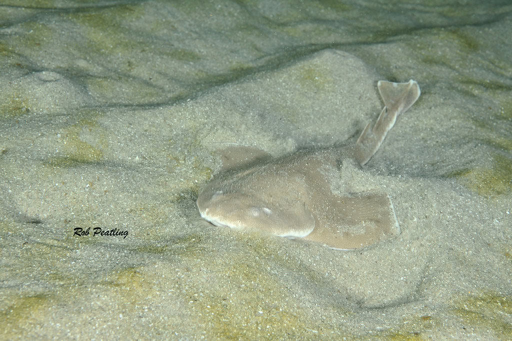 Angel Shark