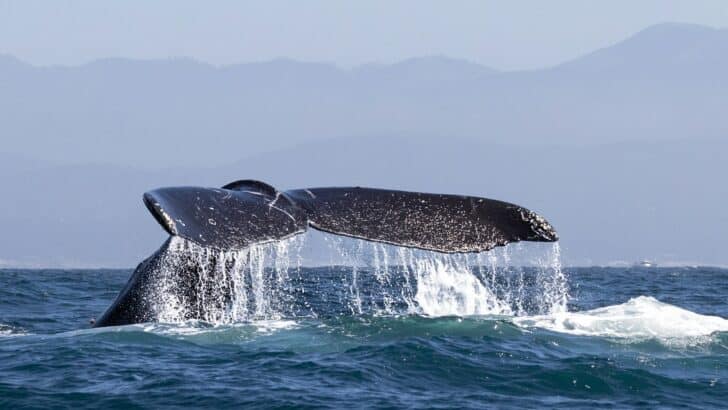 Whales of the Pacific Northwest Are Drowning in Noise