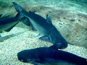Mekong giant catfish