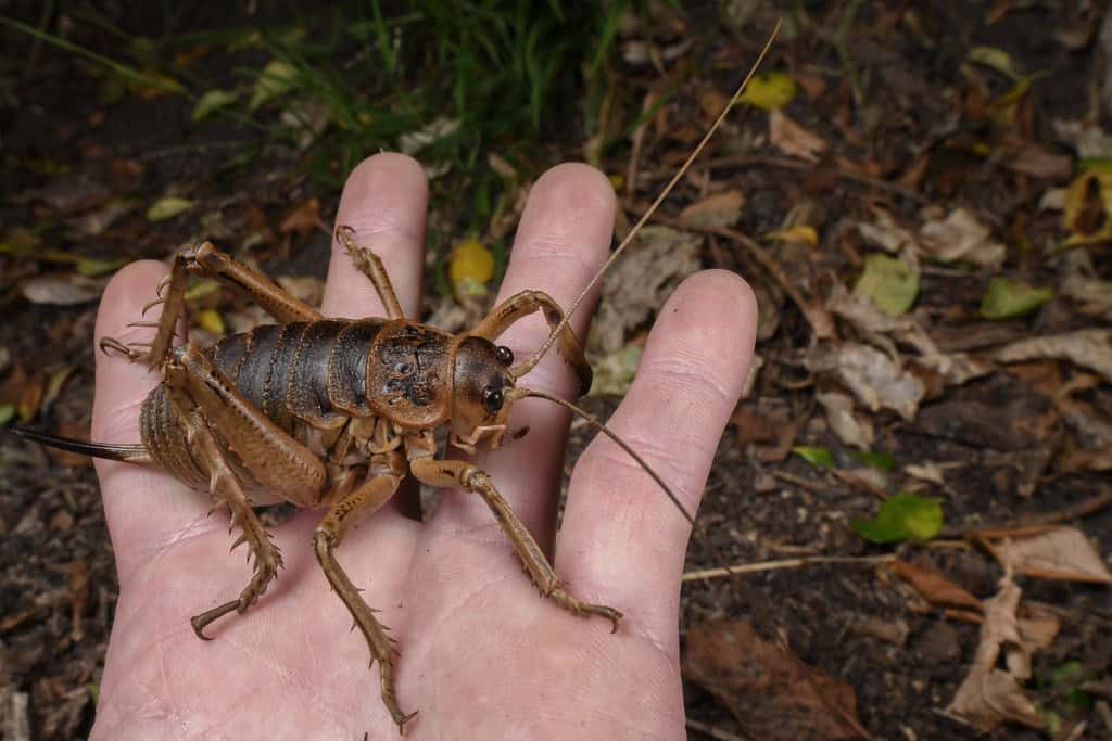 Giant Weta