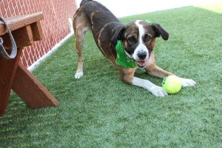 13 Dog Behaviors That Mean &ldquo;I Love You&rdquo; More Than Words Could