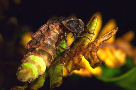 15 Insects That Glow in the Dark