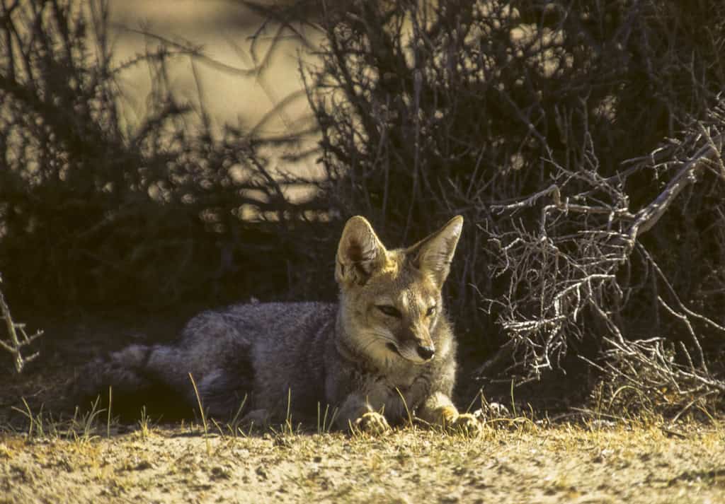 Patagonian Fox in the shade