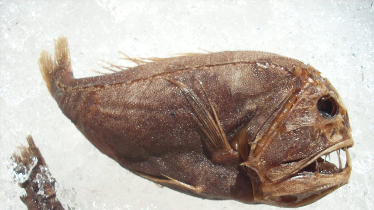 A close-up of a fangtooth fish with sharp teeth and an eerie expression, showcasing its rough and unusual appearance