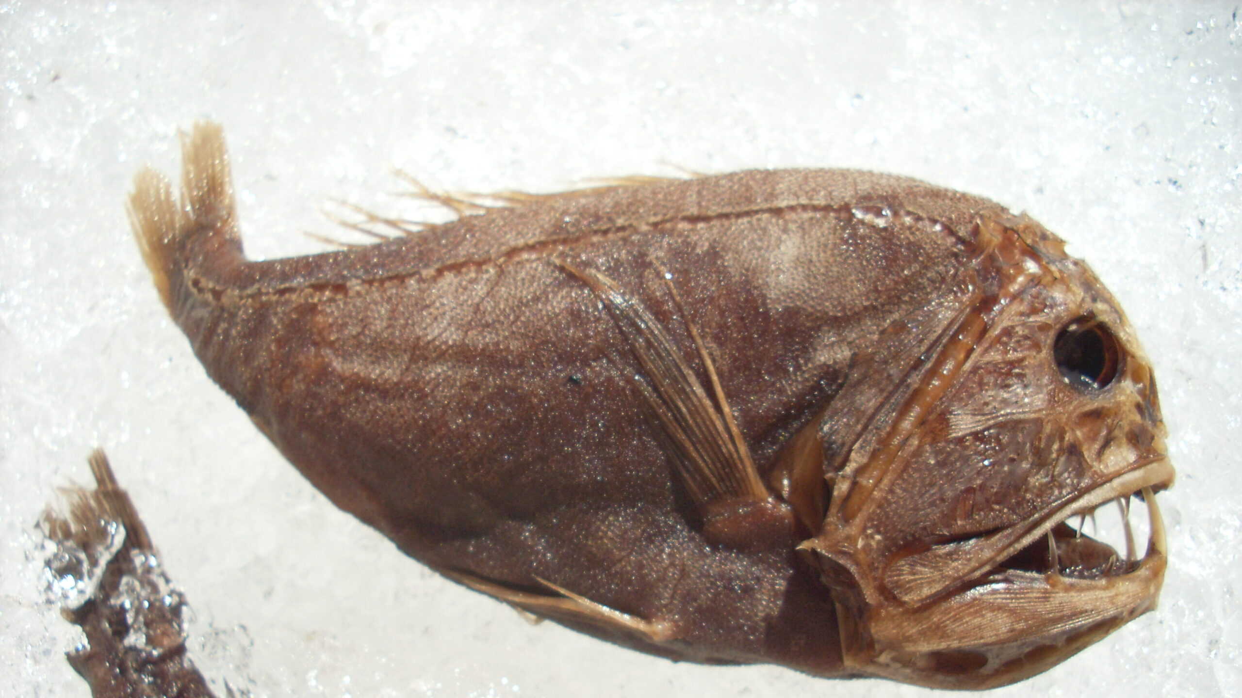 A close-up of a fangtooth fish with sharp teeth and an eerie expression, showcasing its rough and unusual appearance