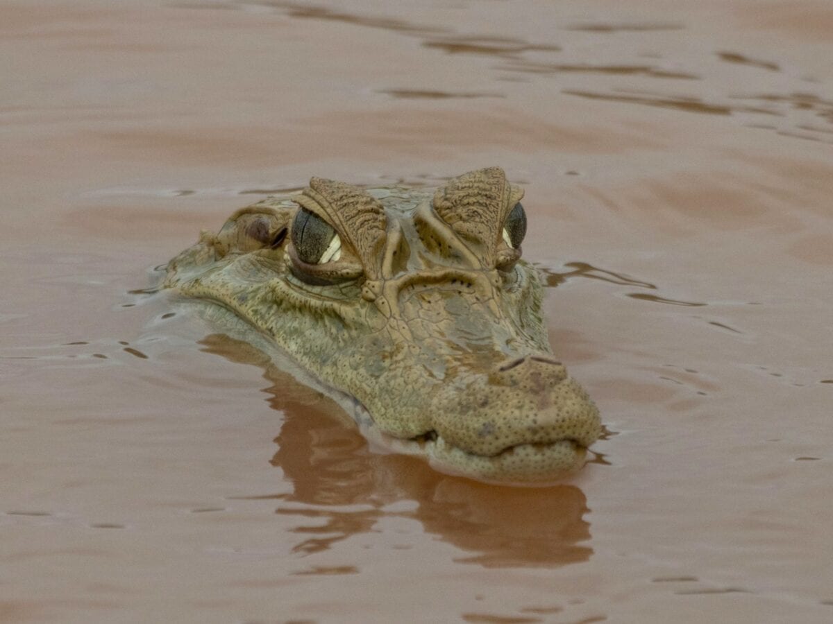 a large alligator is submerged in a body of water