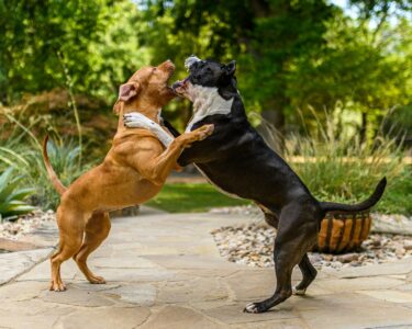 13 Reasons Rescue Dogs Deserve a Second Chance