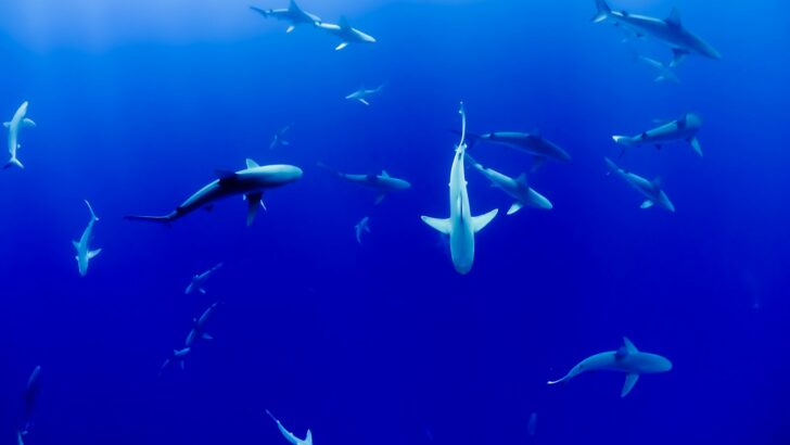 The U.S. Bay Where Sharks Give Birth Every Spring