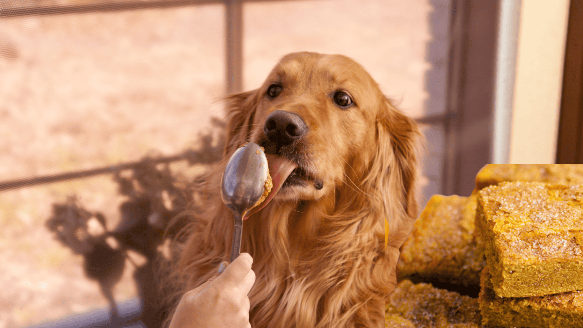 Dog recipes