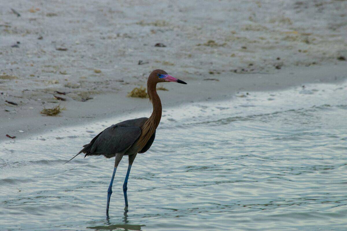 reddish egret