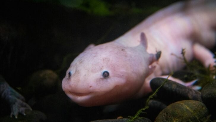 12 Animals That You Hardly Ever Hear Of