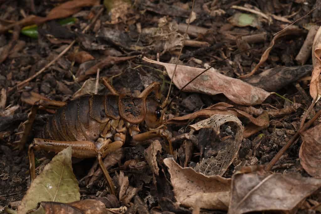 Giant Weta Bug