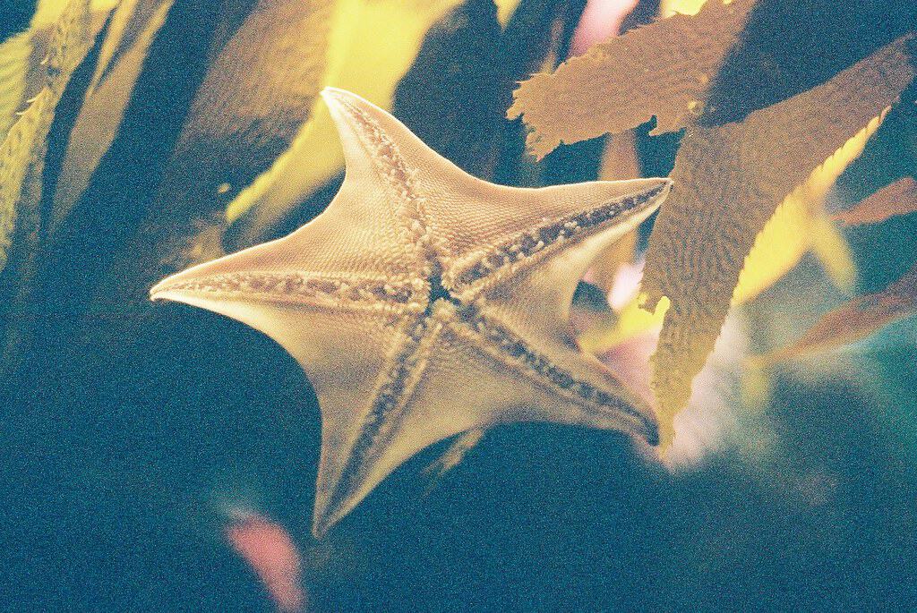Starfish