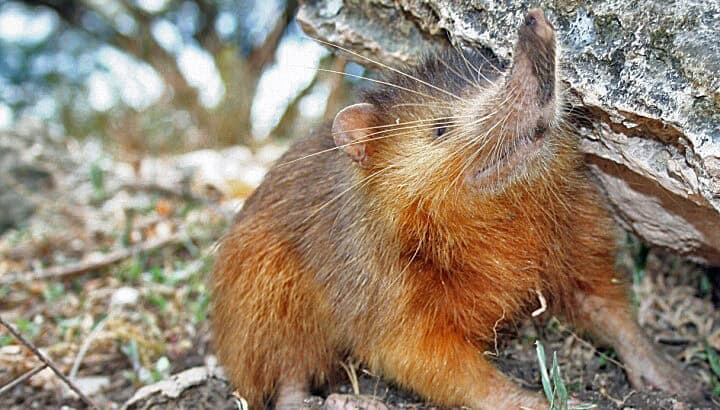 This Creature Has the Longest Fangs—But Uses Them Like Tweezers