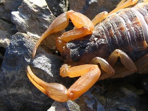 Scorpion