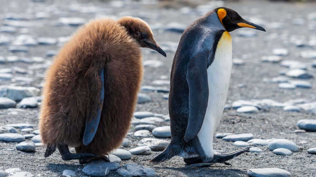 Emperor Penguins