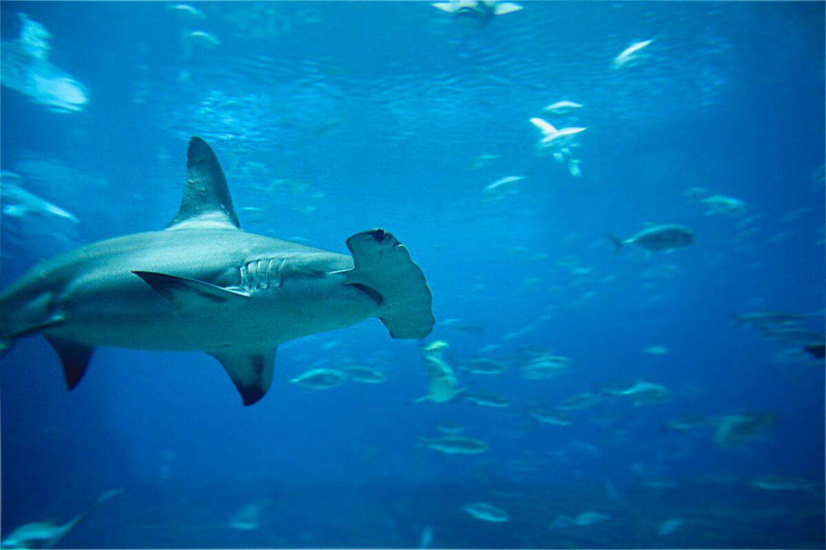white and black fish under water
