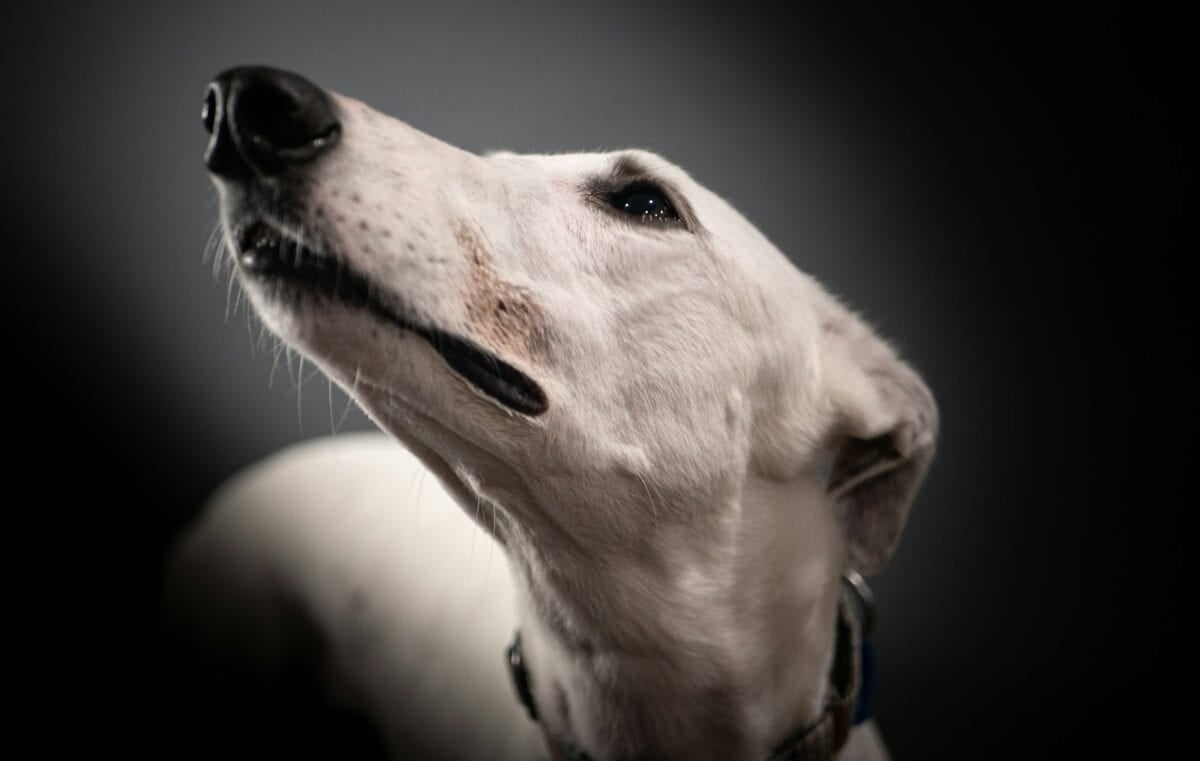 Greyhound