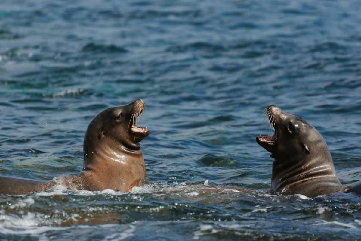 A couple of animals that are in the water
