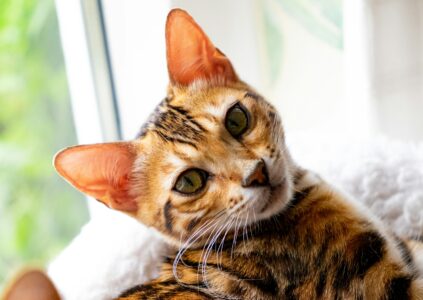 11 Things Your Cat Loves About You — And 5 It Secretly Hates