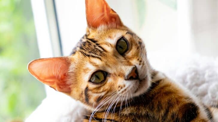11 Things Your Cat Loves About You — And 5 It Secretly Hates