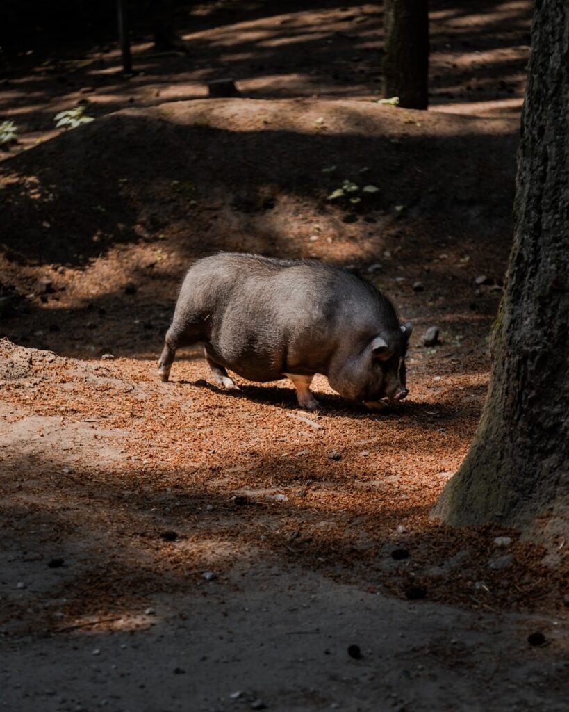a small animal standing next to a tree