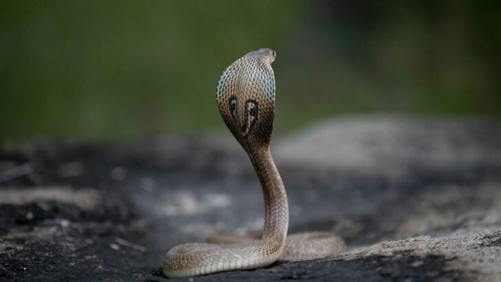 10 Snakes That Are More Aggressive Than a Cobra