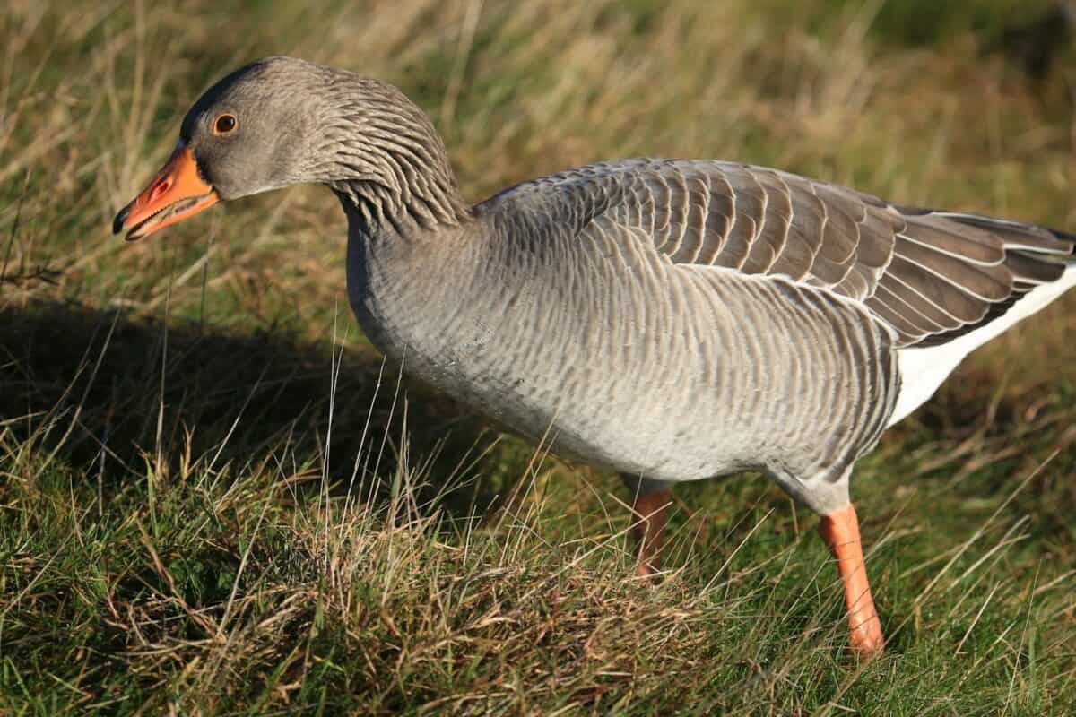 photo of pink footed goose