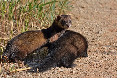 Western Polecat