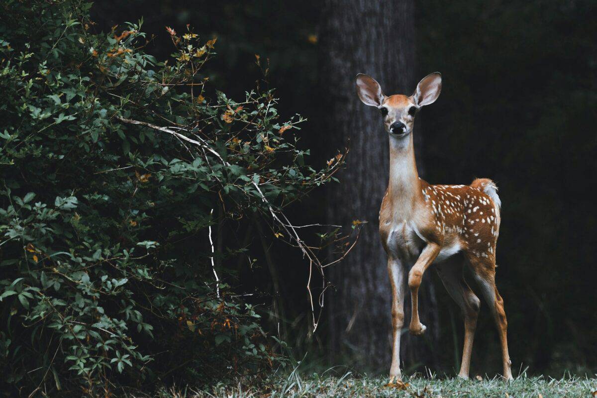 Wild Deer