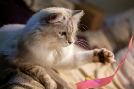 12 Secrets Cats Keep from Their Humans