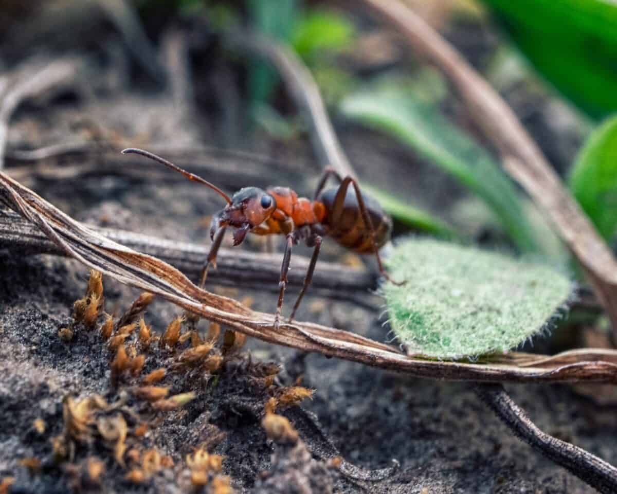 black ant on green leaf