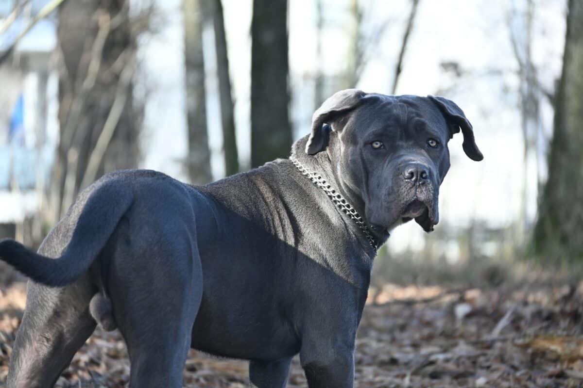 Mastiff