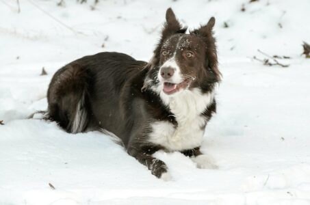 10 Dog Breeds That Will Greet Strangers Like Best Friends