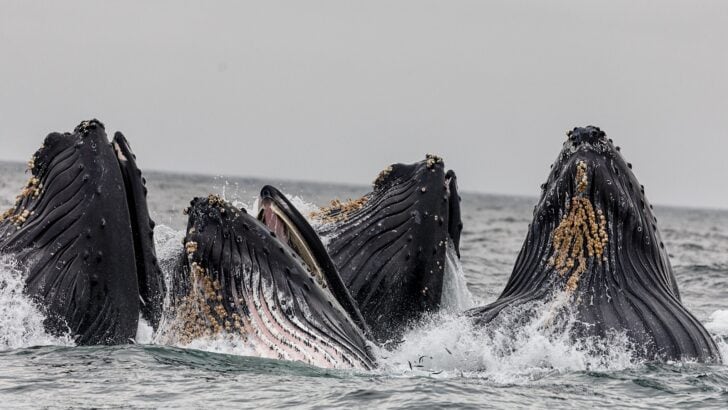 A Whale Migration Like No Other Is Happening Off the California Coast