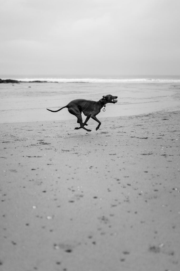 Greyhound Running