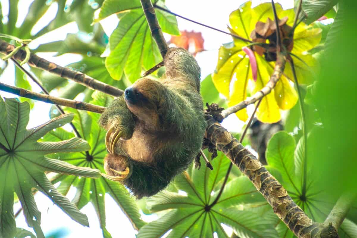 A sloth hanging from a tree branch