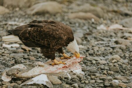 20 Things Bald Eagles Do That Make Them Supreme Hunters